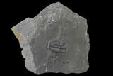 Elrathia Trilobite Molt Fossil - House Range - Utah #139613-1